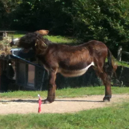 Gaestehaus Peterhoff 酒店 2*