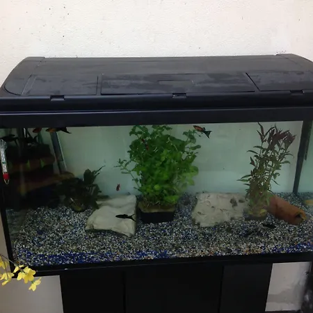 酒店 Gaestehaus Peterhoff