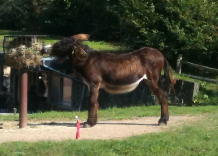 Gaestehaus Peterhoff Hotel 2*