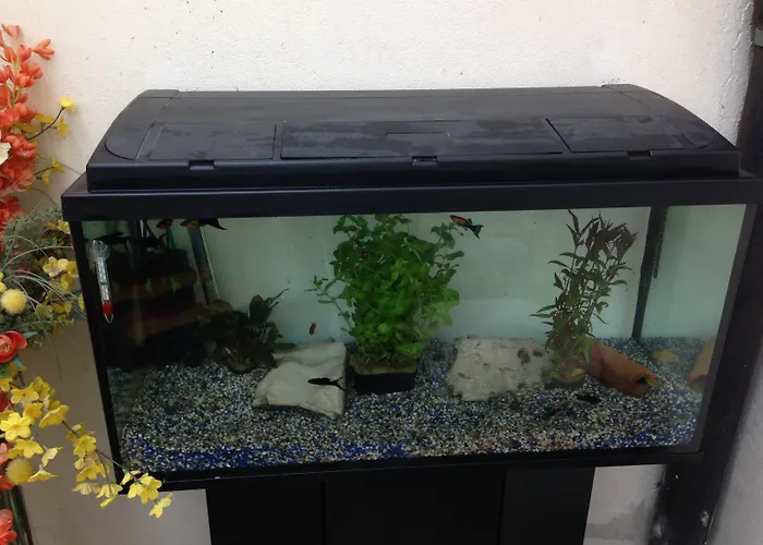 Hotel Gaestehaus Peterhoff